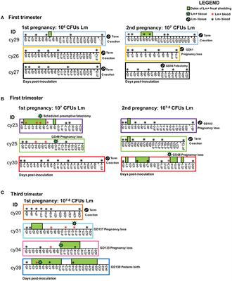 Sequelae of Fetal Infection in a Non-human Primate Model of Listeriosis